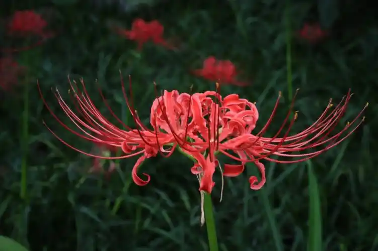 大自然红花石蒜