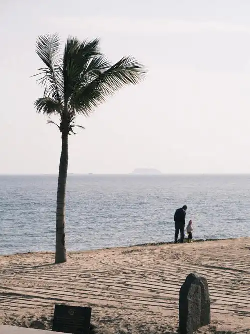 厦门绝美拍照背景树