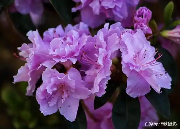 中国是杜鹃花分布最多的国家,约有530余种,杜鹃花种类繁多,花色绚丽