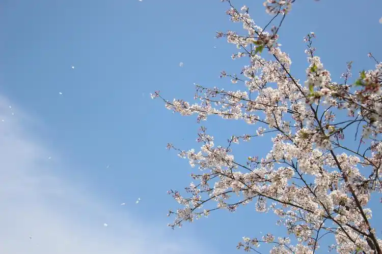 春日清新系樱花壁纸无滤镜原图直出一起来赏花呀