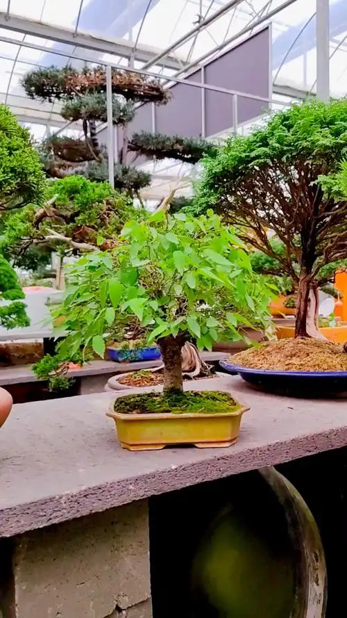 小中见大的榉树盆景