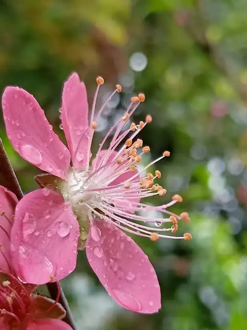 雨中桃花,娇滴诱人!显得更加美丽,动人!