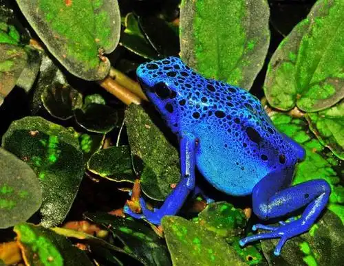 fancy - blue poiston dart frog - dendrobates azureus