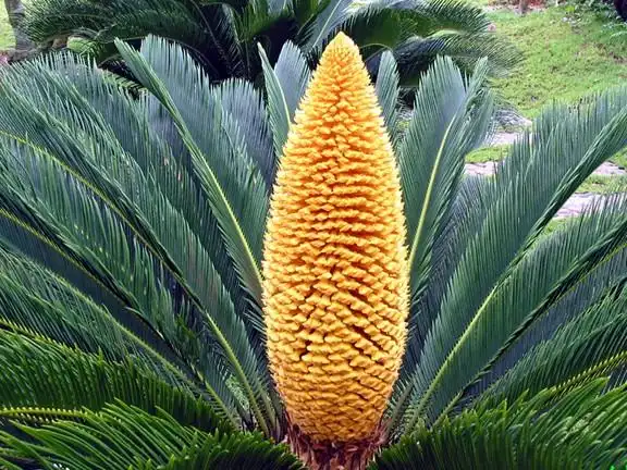 图(6)雄苏铁花图(7)孕育的雌苏铁花图(8)未能孕育的雌苏铁图(9)这株雌