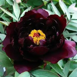 初乌正宗黑色牡丹 span class=h>花苗 /span>菏泽洛阳 span class=h>