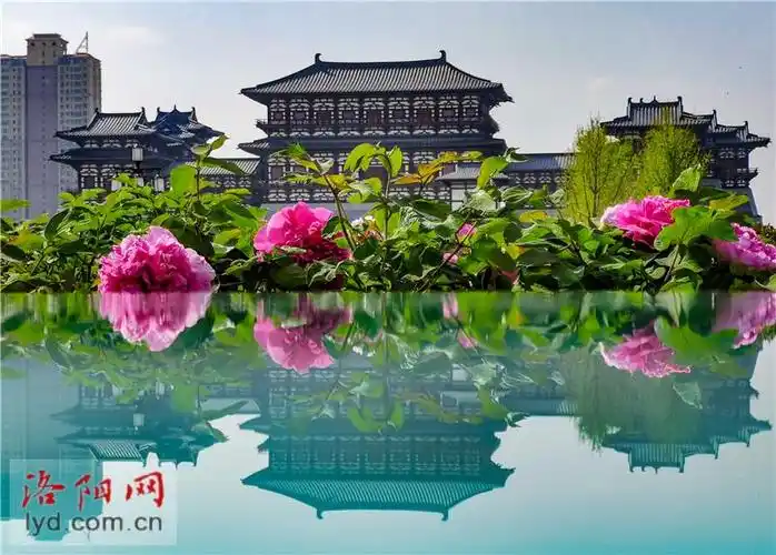 牡丹花开洛阳城 生态宜居景色美