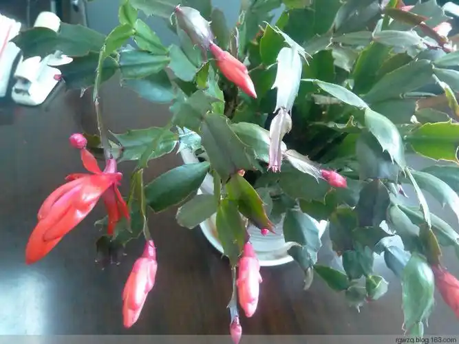 朝花夕拾·元月·海爪兰花