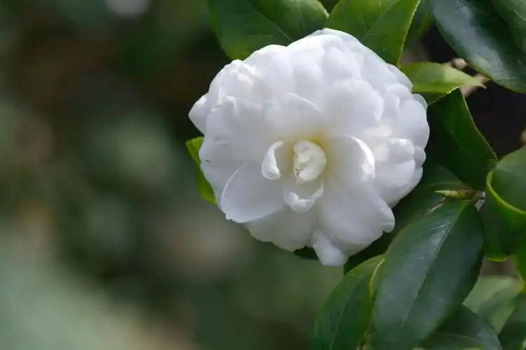 白雪塔(2017茶花园之六)