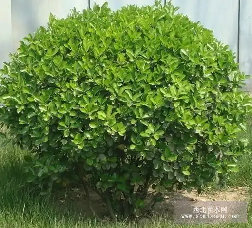 法国冬青的养殖技巧