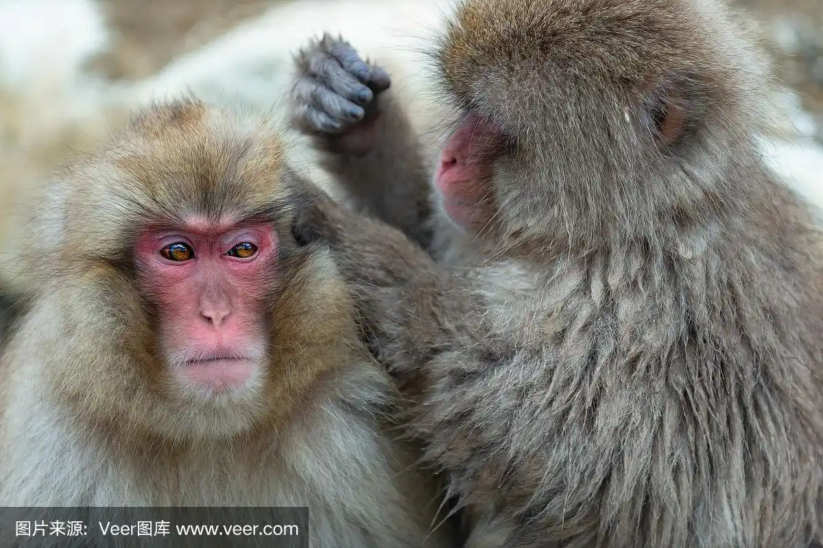 日本猕猴正在梳理毛发