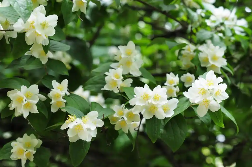 花园里的茉莉花树,花园里的茉莉花树