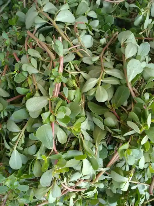 精品野菜马齿苋