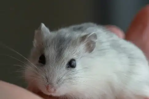 你养过小仓鼠吗?你知道养仓鼠需要注意那些吗?来了解!