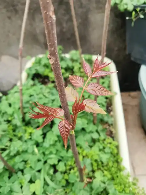 是香椿还是臭椿呐