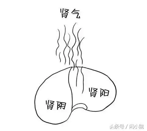 肾阴虚和肾阳虚是什么意思?