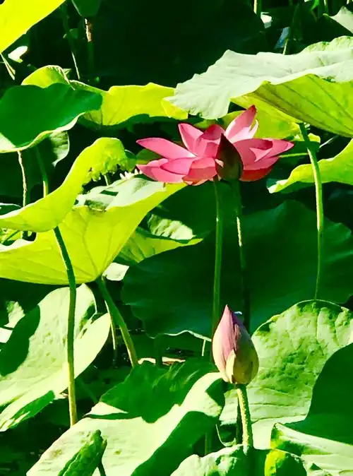 荷叶中冒出了许多仙女般的荷花,有的荷花花瓣全都展开了,露出了金黄色