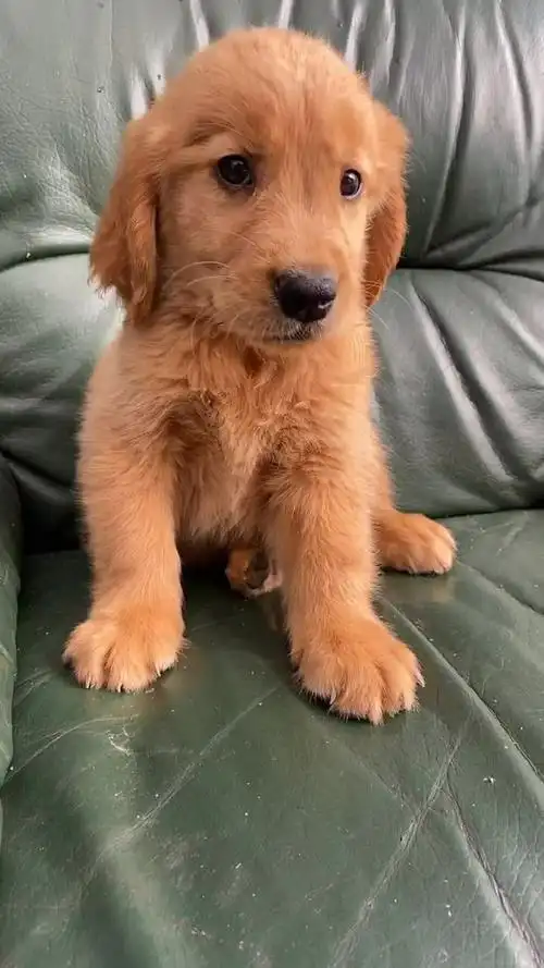 一脸茫然的小狗,呆萌可爱,太好玩了