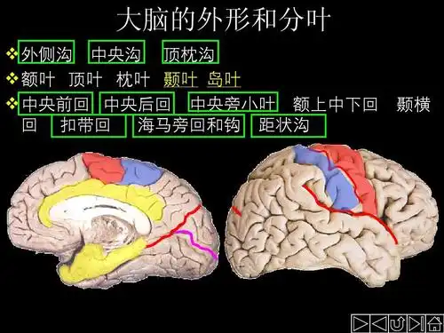 医学 正常人体解剖学——大脑 正常人体解剖学课件 大脑的外形和分叶