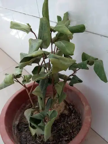 1回答 买了棵盆景金银花 ,新芽