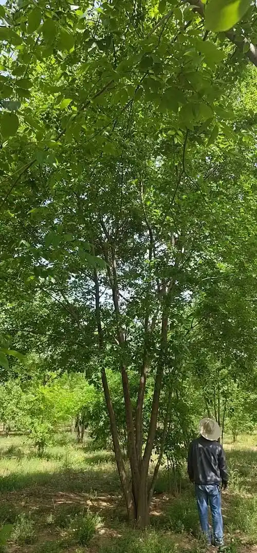 基地丛生朴树四季常青丛生朴树工程行道树绿化景观树朴树苗