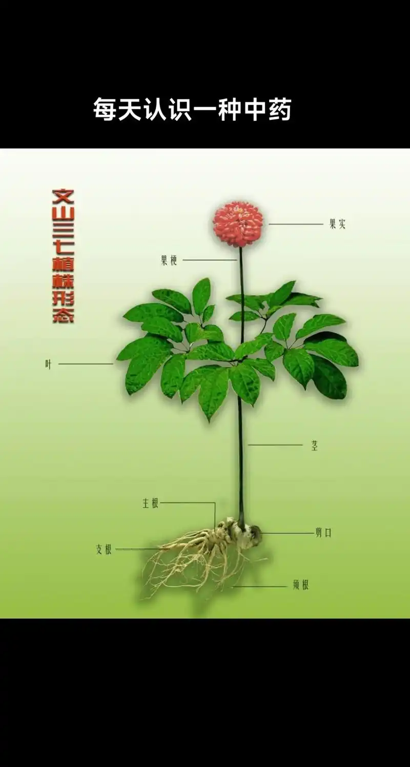 三七多糖是促进免疫的有效成分,能促进巨眼细缩的 - 抖音