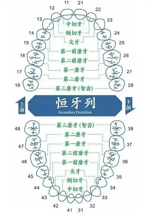 基础知识丨牙齿的名称数量功能和结构