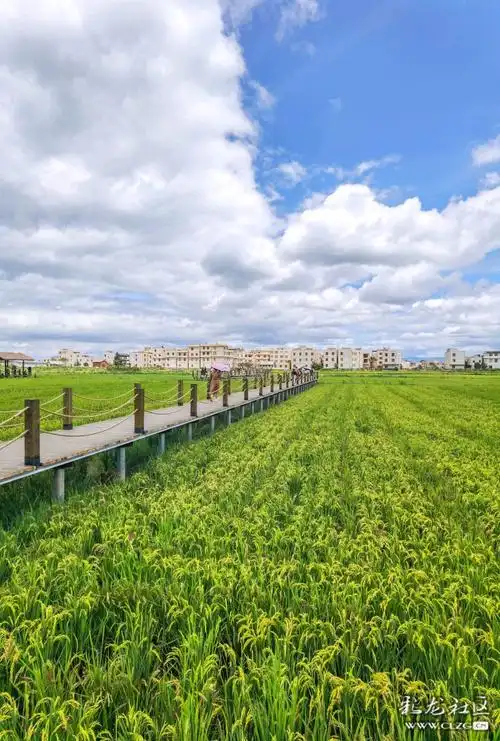 开往春天的沙堤村点亮滇池圆梦春城乡愁之约摄影大赛