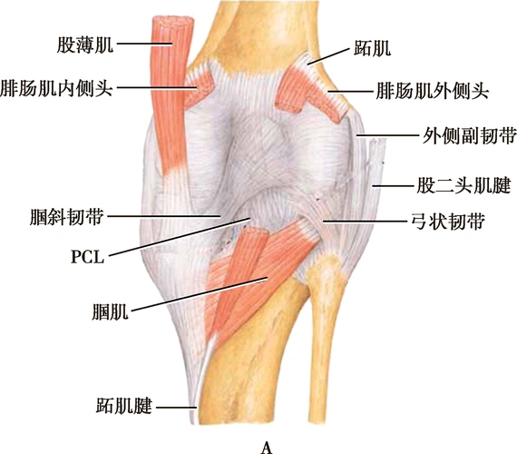 收藏最全膝关节解剖汇总