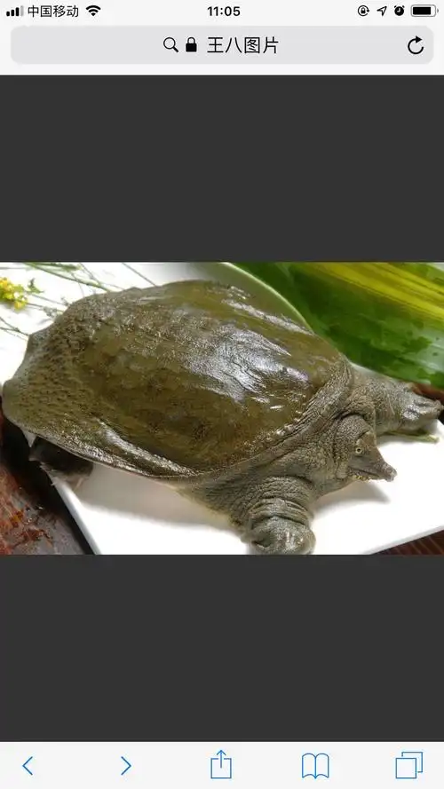 抢钱俱乐部公开教大家炖王八食而无味