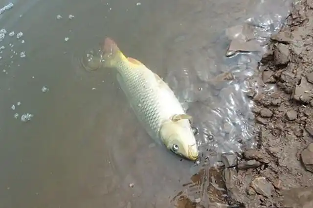 春季野钓鲤鱼,做好这几个方面就能爆护了!