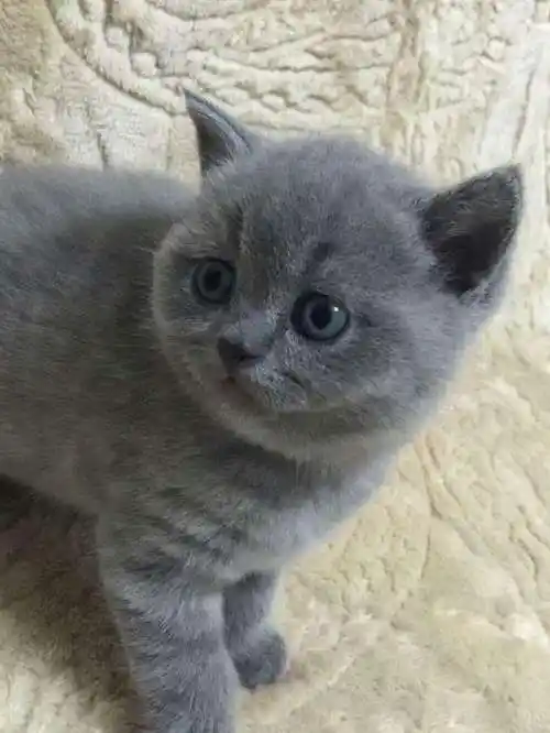 养英短蓝猫应该注意什么事