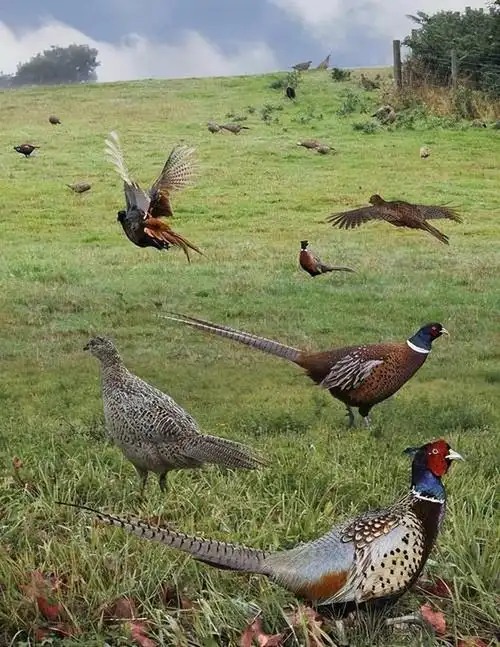 山鸡|狩猎|野鸡|保护动物_网易订阅