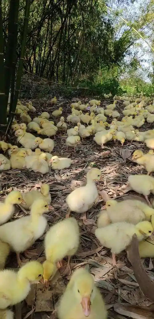 白鹅苗饲养管理重点