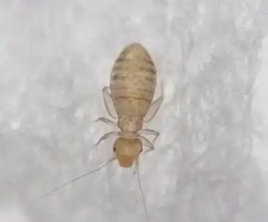 尘虱一般分布在灰尘比较多的地方,尘虱也会落在人体的皮肤上造成大