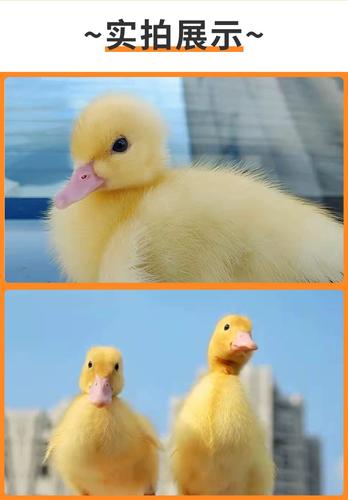 网红小黄鸭柯尔鸭活物宠物鸭小动物科尔鸭正宗青壮鸭幼仔鸭子活苗