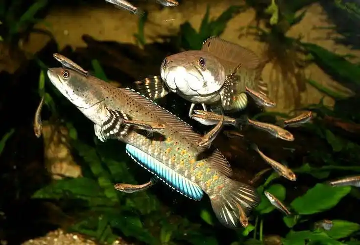 幻彩红宝石雷龙鱼怎么养_大型观赏鱼_观赏鱼大全_哎呀吧软件站