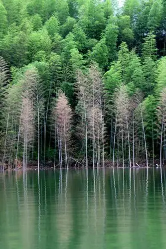 天连山 山连水 水连竹……桂林人的竹海乡水情