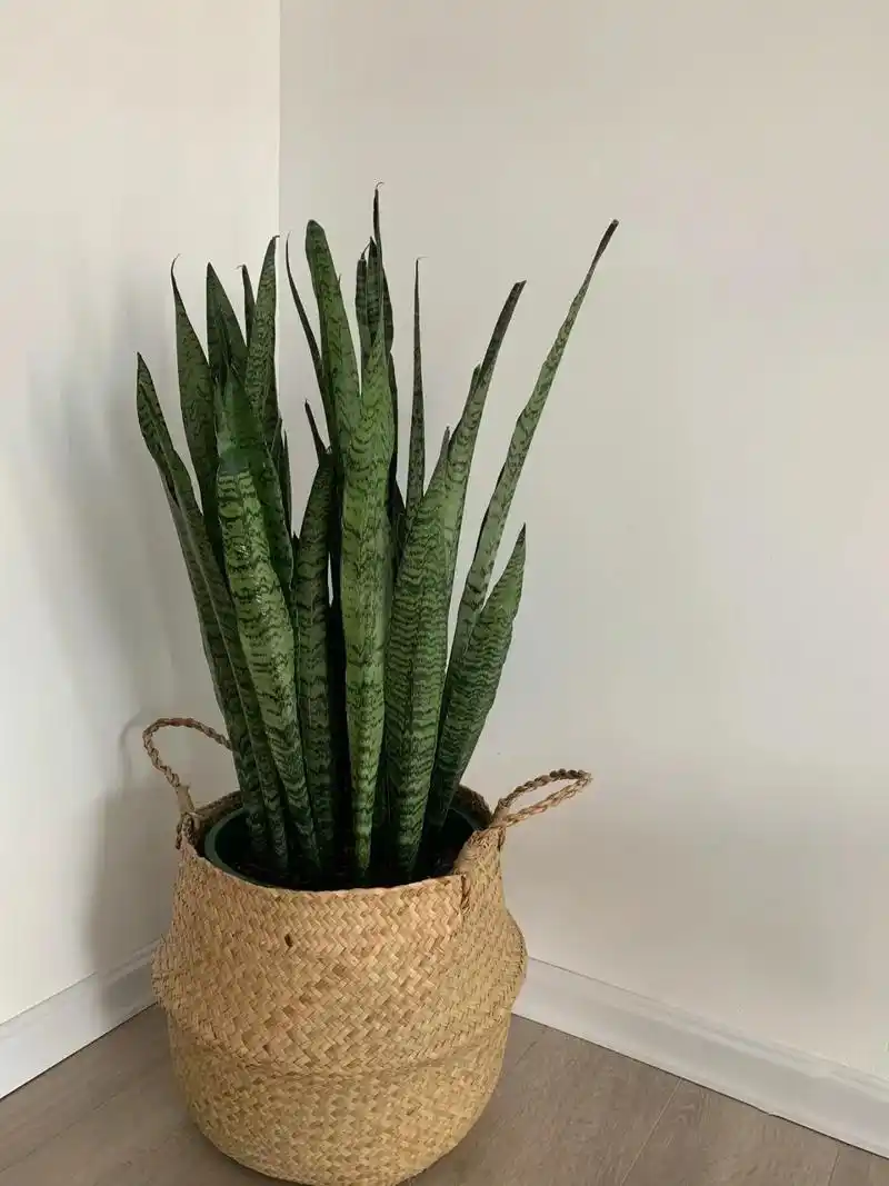 热乎的虎皮兰图片分享7215#适合室内摆放的花卉盆栽推荐 #抖音