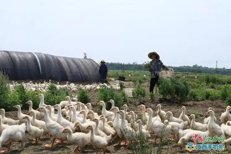 立体生态养殖带动贫困户脱贫致富图