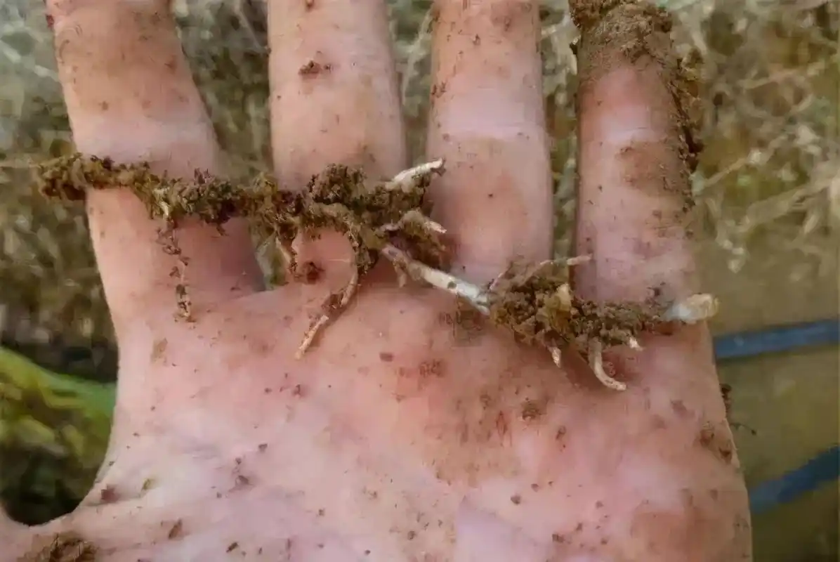 香蕉根结线虫危害生长,如何铲除病原,预防减产