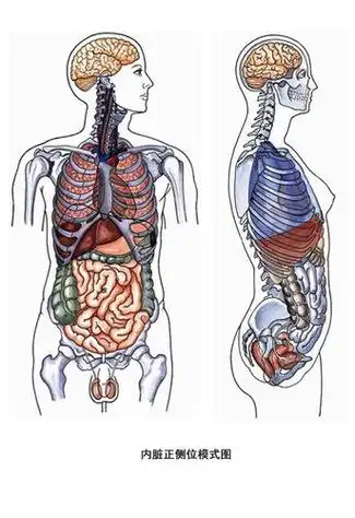 简笔画 手绘 线稿 300171海螺内脏图人体内脏解剖示意图医学宣传挂图