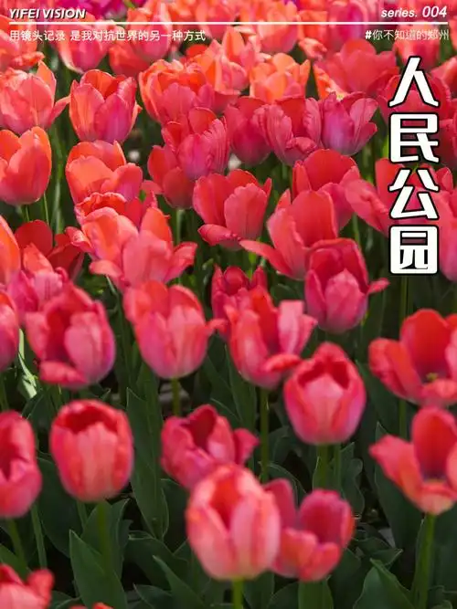 郑州拍照人民公园里盛开的郁金香花