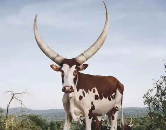 牛照片【牛图片大全大图】