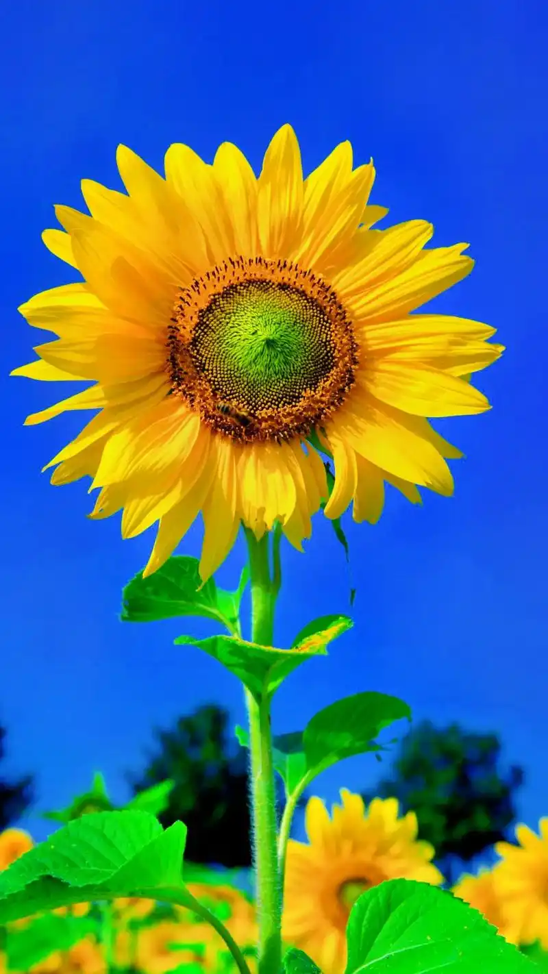 闪闪壁纸 #治愈风景#醒图 #向日葵.no one els - 抖音