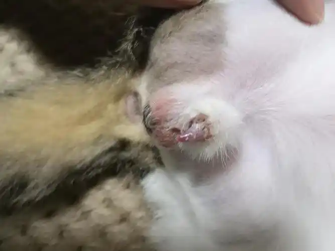 【讨论】公猫尿道有白色分泌物是什么?