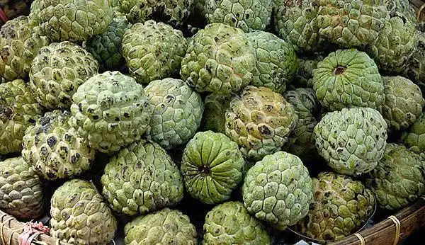 看到编号了吧?这就是正在生长的,真正的海底椰!