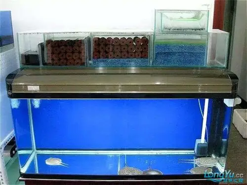 成品缸diy上滤,滤材,开缸过程!鱼勇!