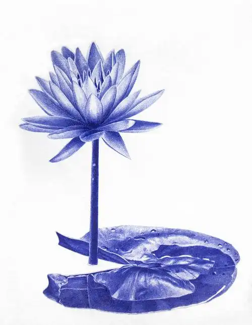 圆珠笔画的荷花