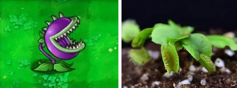 为何偏偏是这些植物好吃还能大战僵尸