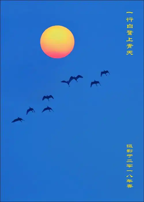 《一行白鹭上青天》